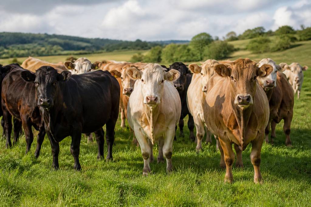 Types of cows for beef: the best breeds for quality meat and profitable farming