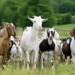 Goat varieties: a practical guide to choosing the right breed for your farm