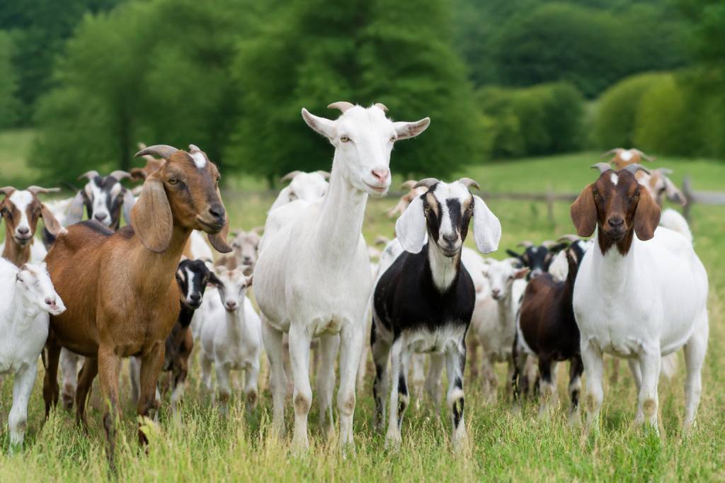 Goat varieties: a practical guide to choosing the right breed for your farm